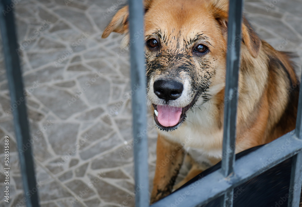 Puppy that just played in the mud sitting in the cage.