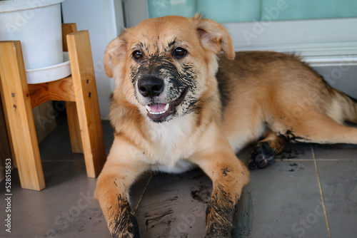 Puppy that just played in the mud.