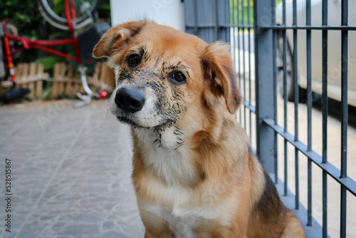 Obraz na płótnie Puppy that just played in the mud sitting in the cage. dazed. w salonie