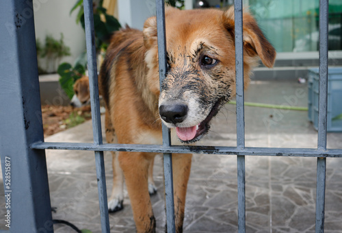 Obraz na płótnie Puppy that just played in the mud sitting in the cage. w salonie