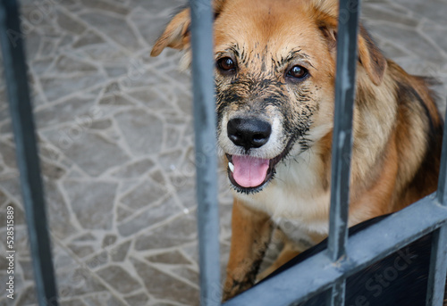 Obraz na płótnie Puppy that just played in the mud sitting in the cage. w salonie