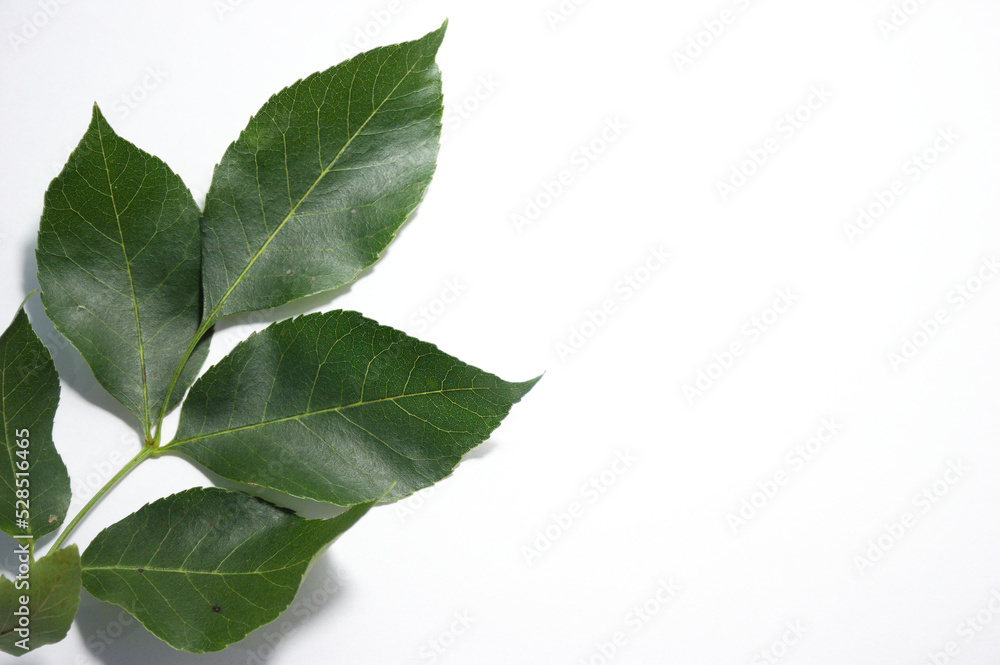 on a white background on a white background