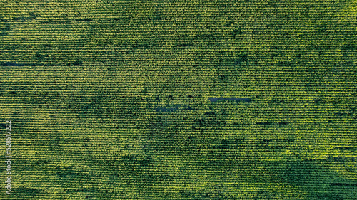 Corn field of green corn stalks and tassels, aerial drone photo above corn plants. High quality photo