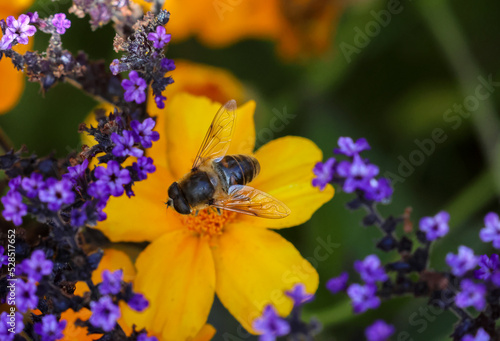 Bee displays its wings as it feeds on pollen of yellow flower, bordered by small violet blue flowers. Summer pollination in garden. Dublin, Ireland