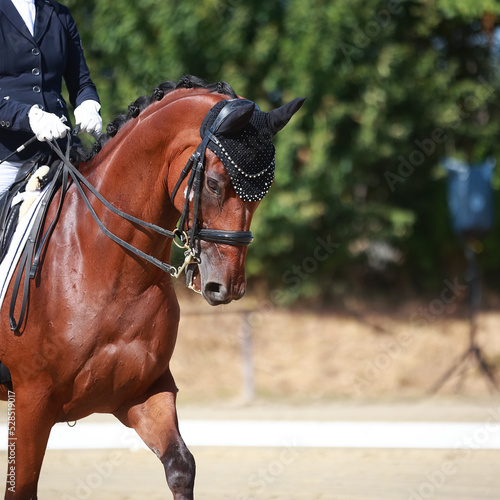 Horse dressage with rider in portraits from diagonally in front in colour..