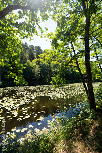 Teich mit B  umen und Bl  ttern und Seerosen