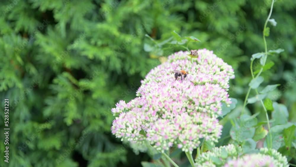 Flowering showy stonecrop, iceplant, butterfly stonecrop, Hylotelephium spectabile in the garden