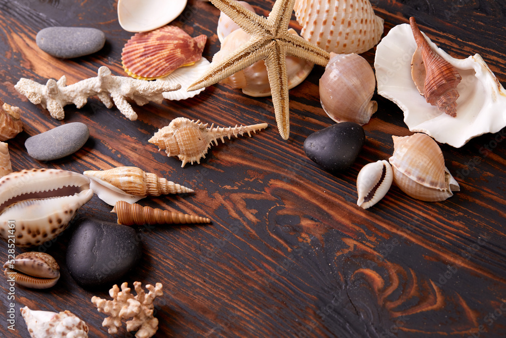 shells and sea stars on the wooden background