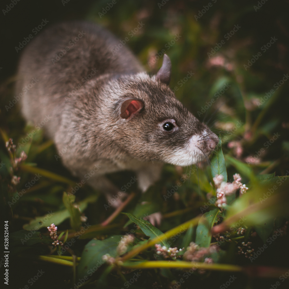 Giant african pouched rat in a garden with pansies Giant african pouched rat in a garden with pansies