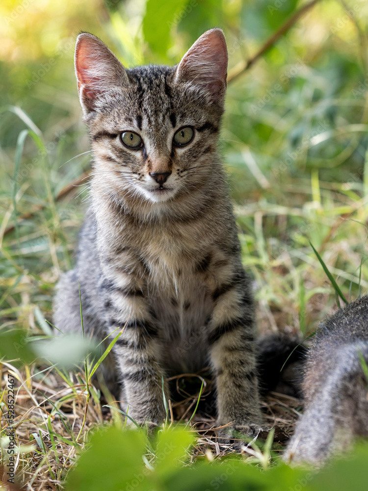 Obraz premium Gatto randagio solitario con gli occhi verdi