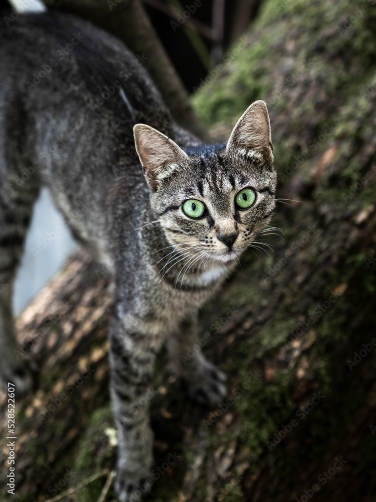 Gatto randagio solitario con gli occhi verdi sull'abero Gatto randagio solitario con gli occhi verdi sull'abero