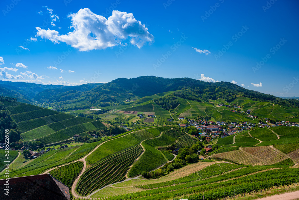 View from Staufenberg Castle to the Black Forest with grapevines near the village of Durbach in the Ortenau region_Baden, Baden Wuerttemberg, Germany.