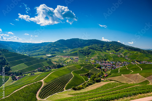 View from Staufenberg Castle to the Black Forest with grapevines near the village of Durbach in the Ortenau region_Baden, Baden Wuerttemberg, Germany. © karlo54
