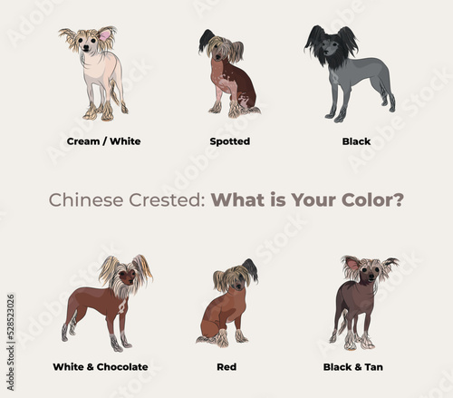 Chinese Crested breed, dog pedigree drawing. Cute dog characters in various poses, designs for prints adorable and cute Chinese Crested cartoon vector set, in different poses. All popular colors.