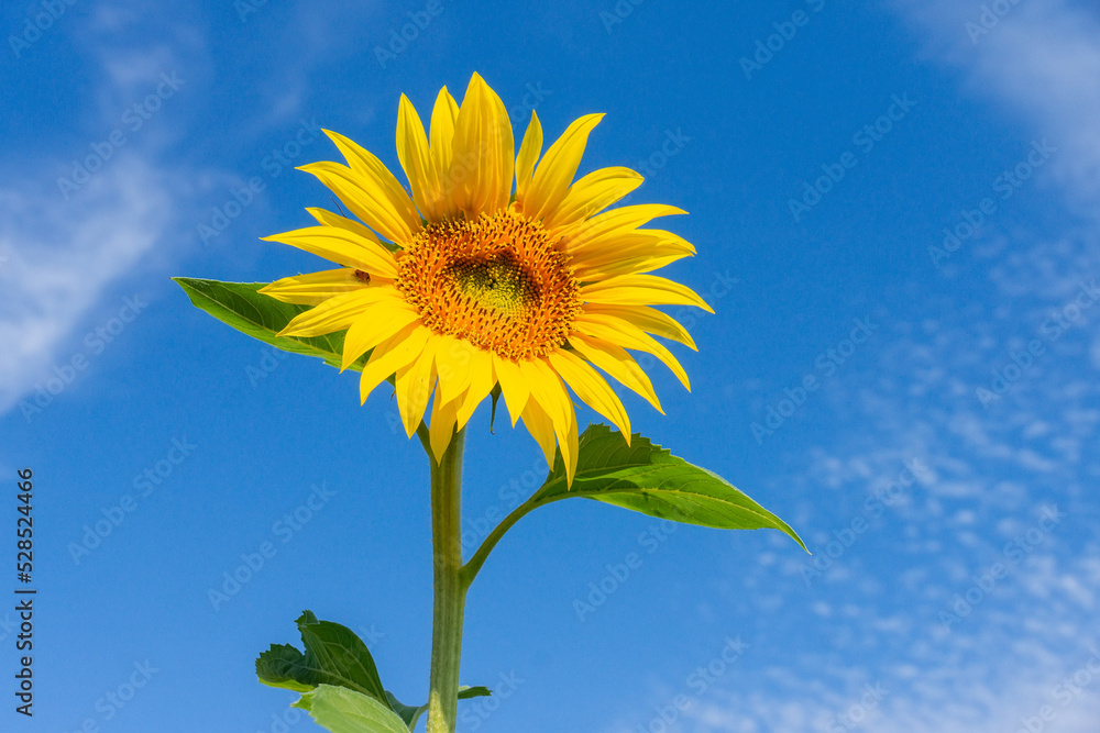 Beautiful landscape with sunflower field over blue sky. Nature concept. Beautiful landscape with sunflower field over blue sky. Nature concept.