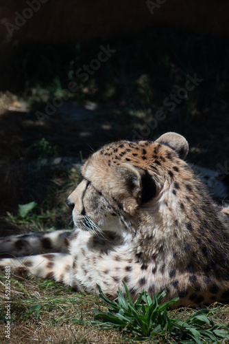 African animals in a sahara desert. Grassland animals. Monkeys / cheetah / zebra / mountain goat. 