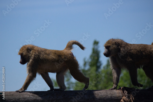 African animals in a sahara desert. Grassland animals. Monkeys / cheetah / zebra / mountain goat. 