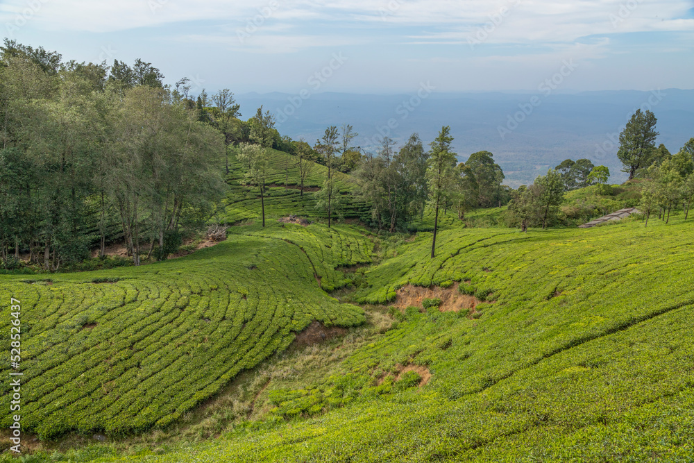 A view of Tea gardens located at Ooty Tamil Nadu, India.Lush greenery Landscape photograph of Nilgiri hills.