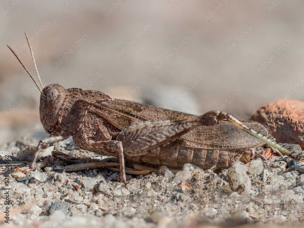 Detaillierte seitliche Nahaufnahme einer Blauflügeligen Ödlandschrecke (Oedipoda caerulescens). Detaillierte seitliche Nahaufnahme einer Blauflügeligen Ödlandschrecke (Oedipoda caerulescens).