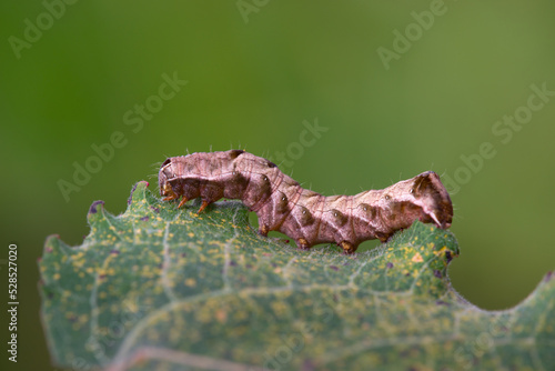 Raupe der Flohkraut-Eule