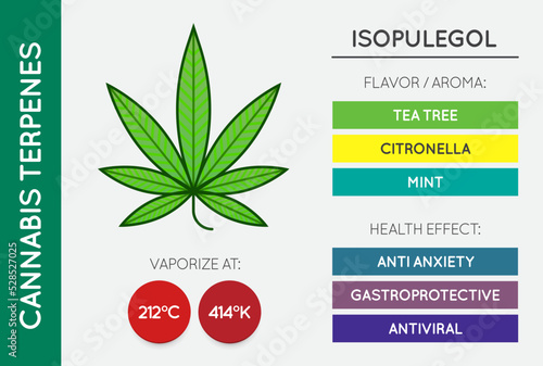Cannabis Terpene Guide Information Chart. Aroma and Flavor with Health Benefits and Vaporize Temperature. Vector.
