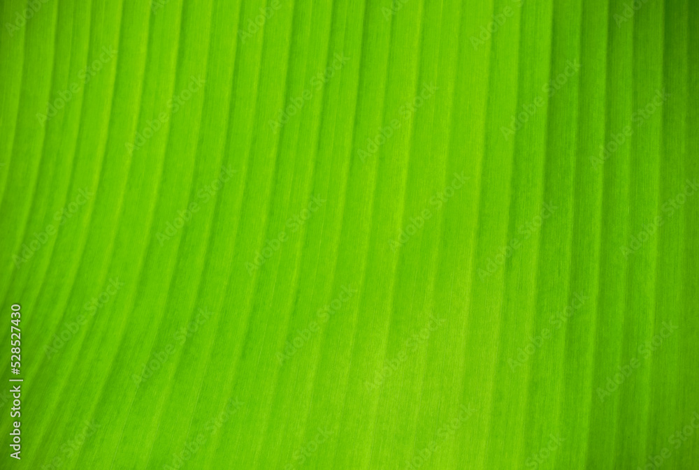 close up of green fresh banana leaf texture background. green background close up of green fresh banana leaf texture background. green background
