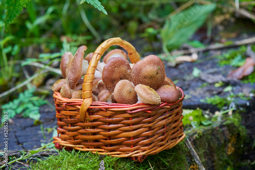 a small basket with mushrooms,small edible mushrooms in a basket for picking in the forest