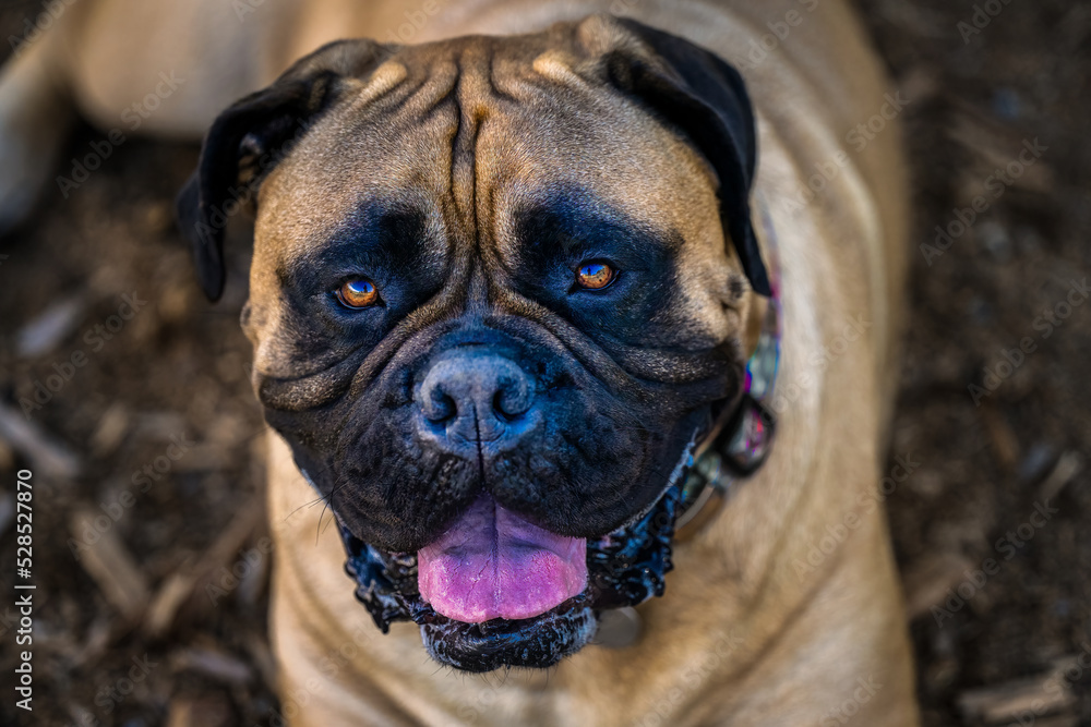 2022-09-04 CLOSE UP PHOTOGRAPH OF A BULLMASTIFF LOOKING UP INTO THECAMERA WITH NICE GOLD COLORED EYES WITH A BLURRY BACKGROUND 2022-09-04 CLOSE UP PHOTOGRAPH OF A BULLMASTIFF LOOKING UP INTO THECAMERA WITH NICE GOLD COLORED EYES WITH A BLURRY BACKGROUND