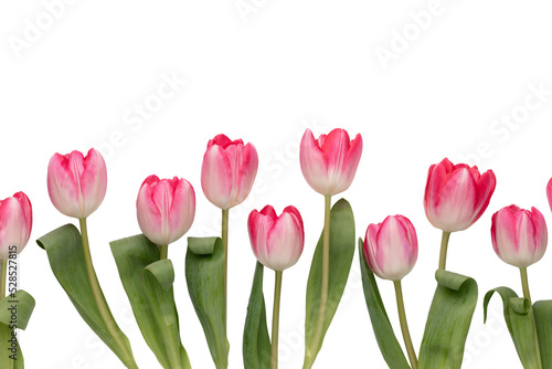 Wallpaper Mural Lilac tulip flowers on white background. Torontodigital.ca