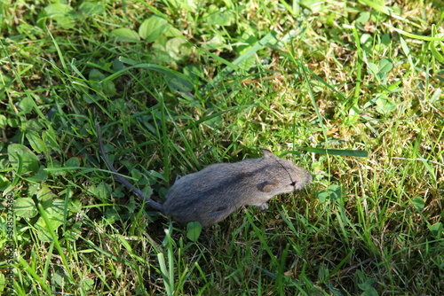 Gray mouse in the green grass in the wild