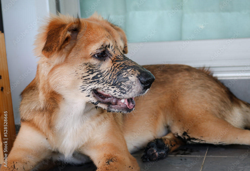 Puppy that just played in the mud. Sit with dirty paws in front of a terrace and waits to enter the house.