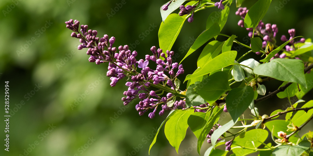 purple lilac blossom branch. beautiful botanical green nature background in spring season purple lilac blossom branch. beautiful botanical green nature background in spring season