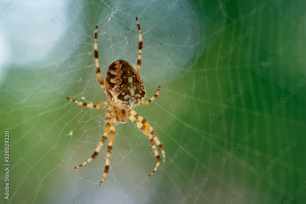 Araneus diadematus spider hunting in its web
