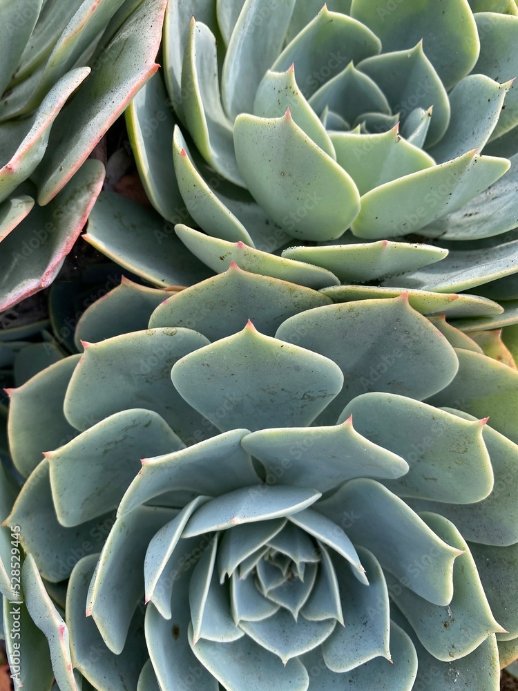 Succulent Succulent