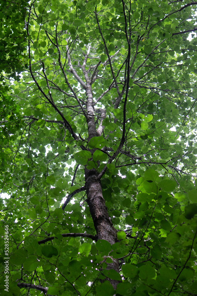Fototapeta premium Nature / Forest in Ontario, CAD. Sunset, spider web, trees, plants, beach, leaves, lake with a dock, street, abandoned house, river, lily pads, fishing, relaxing summer with coffee, sunflowers, etc.