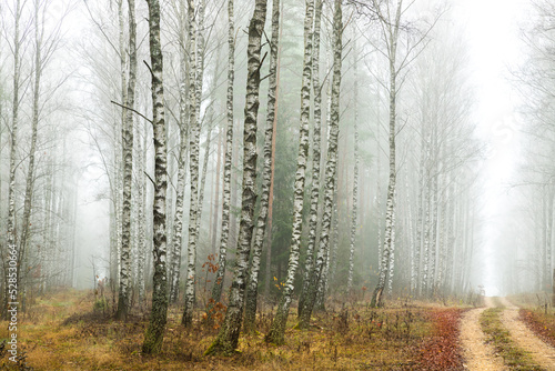 Fototapeta Naklejka Na Ścianę i Meble -  Misty autumn forest. Red autumn in misty forest. Morning fog in autumn forest