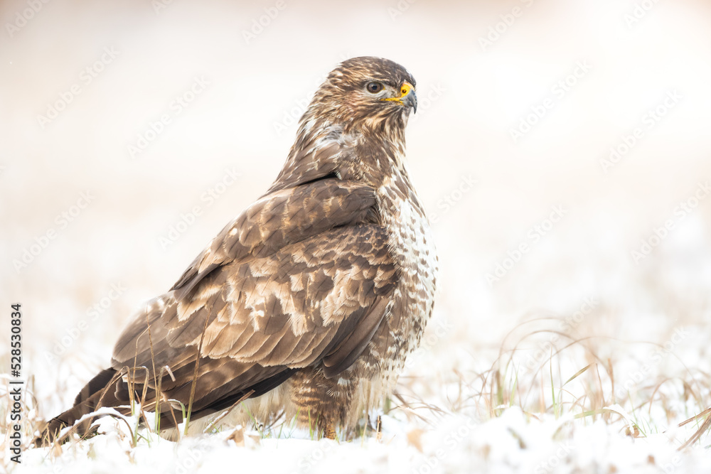 Common buzzard (Buteo buteo) in the fields in winter snow, buzzards in natural habitat, hawk bird on the ground, predatory bird close up winter bird Common buzzard (Buteo buteo) in the fields in winter snow, buzzards in natural habitat, hawk bird on the ground, predatory bird close up winter bird