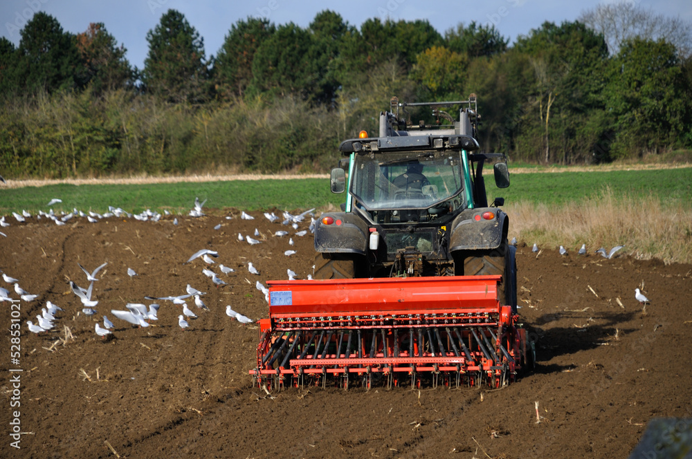 Fototapeta premium Plow tractor surrounded by seagulls
