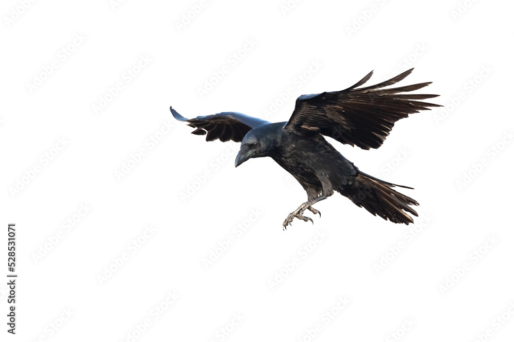 Fototapeta premium Birds - Common Raven Corvus corax isolated on white background