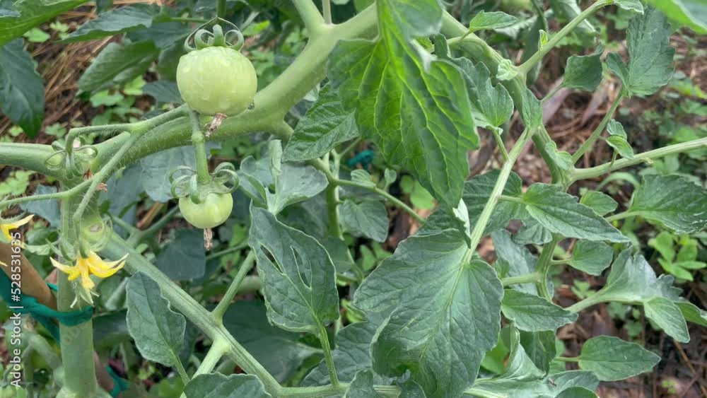 Tomato plant with flowers and small tomatoes. Tomato plant with flowers and small tomatoes.
