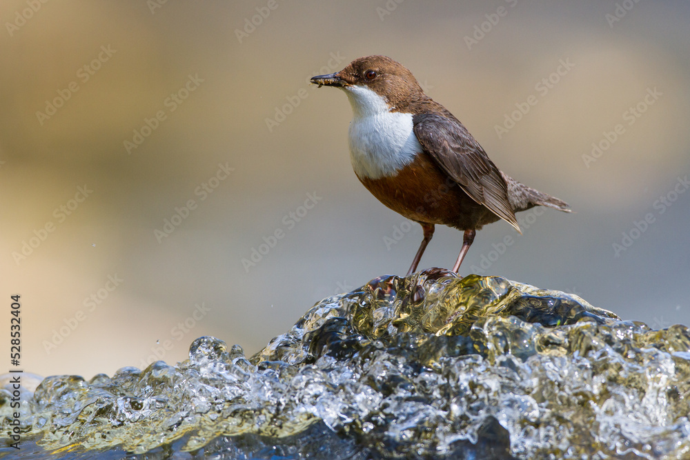 Wasseramsel (Cinclus cinclus)