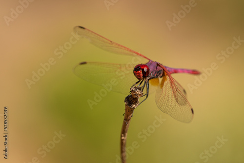 libelula roja sobre un arbusto seco © JOSE ANTONIO