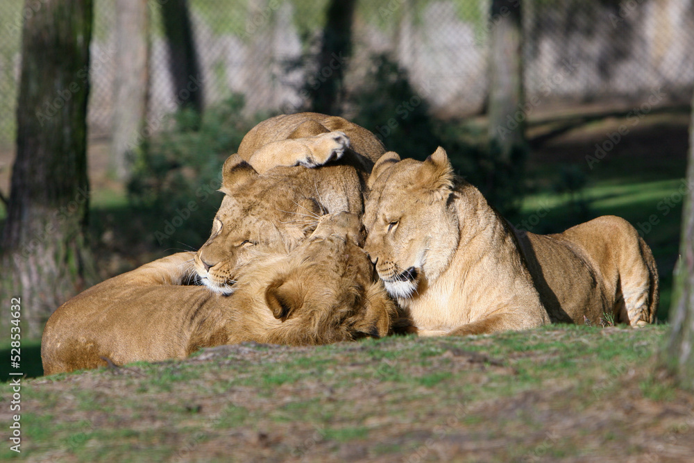 Naklejka premium Stoeiende leeuwen welpen