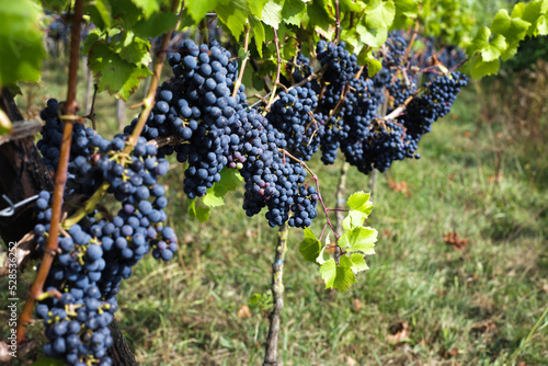 Dark grapes on branches of trees to make wine for wineries.