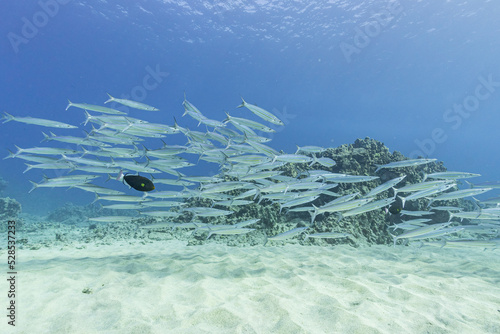 Foto Tropical fish swimming over sandy ocean floor and reef