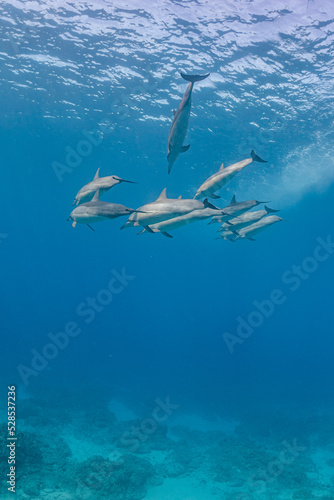 Pod of dolphins swimming near surface of ocean