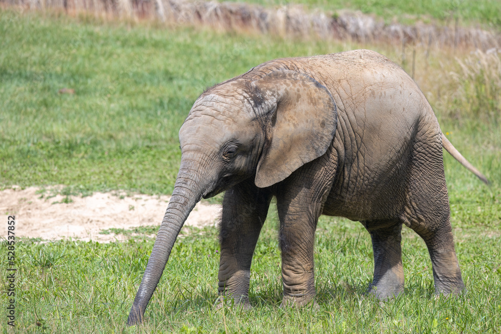 African elephant (Loxodonta africana), baby elephant.