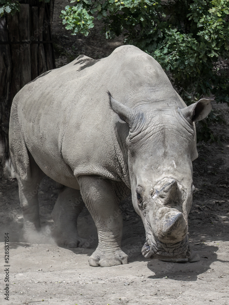 The southern white rhinoceros (Ceratotherium simum simum), also known as southern square-lipped rhinoceros. The southern white rhinoceros (Ceratotherium simum simum), also known as southern square-lipped rhinoceros.