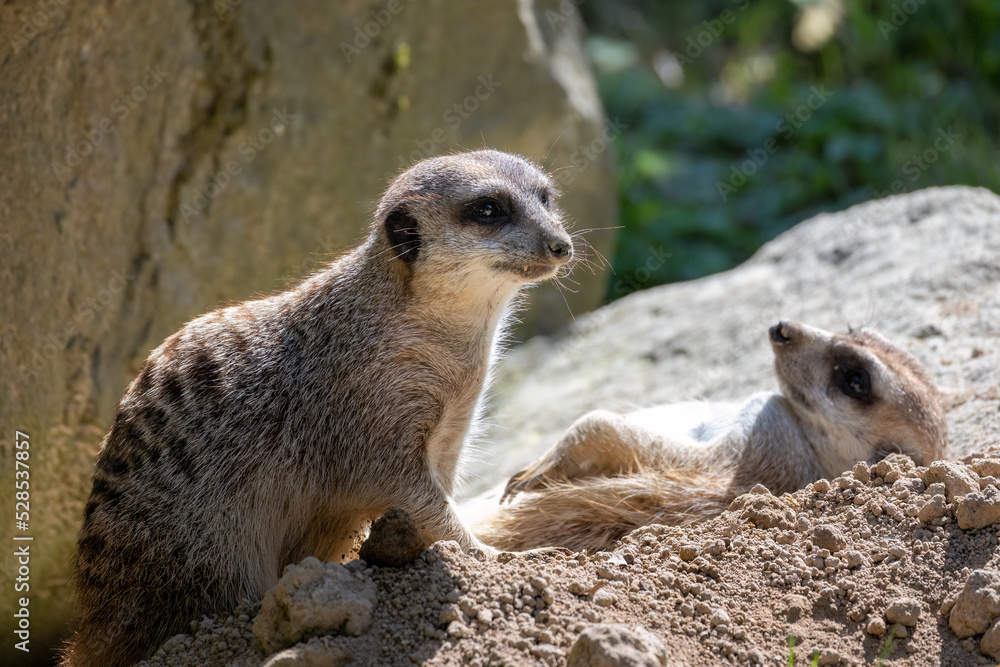 Fototapeta premium The meerkat (Suricata suricatta) or suricate, a small mongoose.