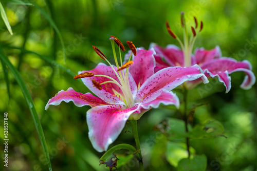 Canvas Print Stargazer lily flower in close up view with blurred background